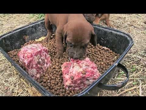 Crazy cute Redbone Coonhound puppies!