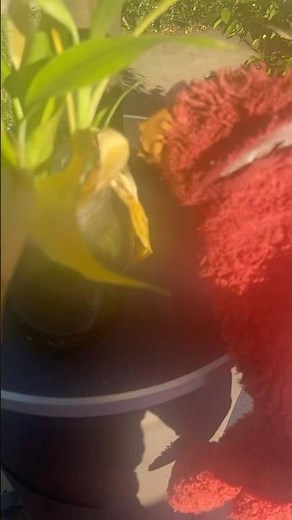 elmo world dorothy picnic question and mr noodle