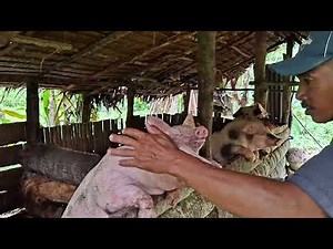 Feeding pigs first before breeding cow at the farm.