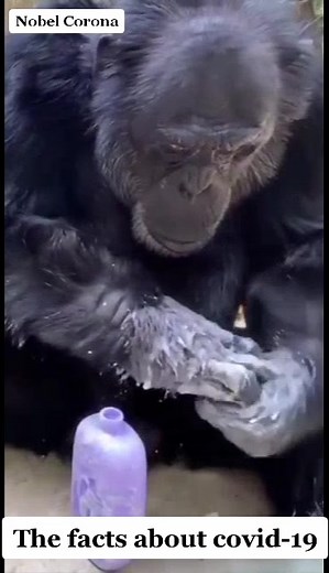 Gorilla Washing Hands: A Fascinating Wildlife Display