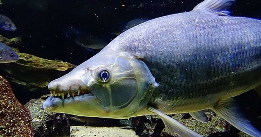 Le poisson tigre goliath, un prédateur redoutable