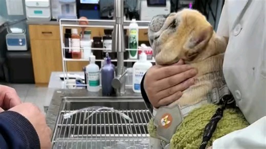 过年期间的九点儿，最近降温有点冷，希望回温以后它能身体更好些