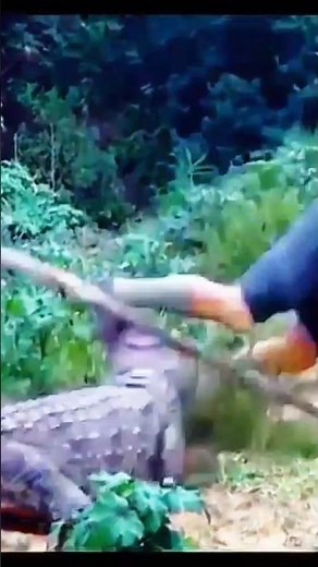 80-Year-Old Man Fights Off 10-Foot Alligator in Florida – Shocking Survival Goes Viral! 🐊🔥#shorts