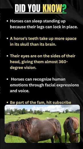 Crazy Facts About Horse Anatomy You Didn't Know 🦴 #horse #science