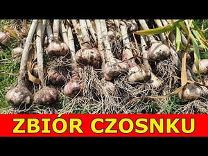 Zbiór Czosnku Zimowego | Kiedy zbierać Czosnek | Przechowywanie, Suszenie Czosnku