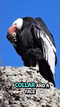 The Emperor of the Andes : The Majestic Andean Condor!