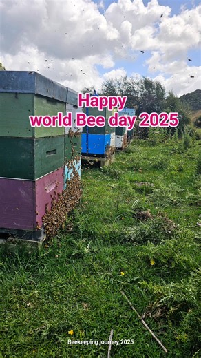 5.4K views · 111 reactions | Happy world Bee day 2025 Greeting from Beekeeping journey new zealand #fbreels23 #fbreelsvideo #filipinobeekeeper #superstronghive #BeekeepingJourney #beekeepingnewzealand #BeekeepingTips #videograms #beekeeper #beeswax #beekind #beekeeping | Beekeeping Journey | Facebook