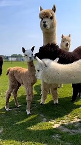 They're so cute ❤️❤️❤️❤️ #alpaca #alpacas #farmlife #Farming #alpacasofinstagram #alpacalove #alpacafarm #LLAMA #llamas #alpacawool #alpacahill #alpacalife #alpacasso #BabyAlpaca #alpacayarn #alpacaworld #alpacalovers #alpacamera | Farmer's Life Story