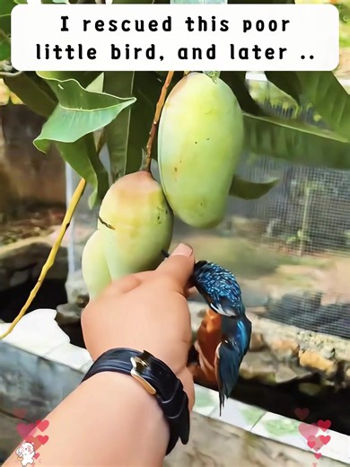 Rescuing a Bird: A Heartwarming Story