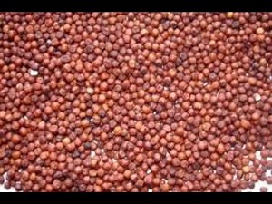 Ragi (Finger Millet) Cleaning