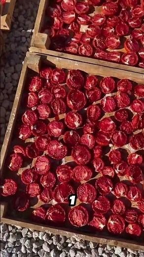 Ils Transforment des Tomates Perdues en Or Rouge 🍅💎