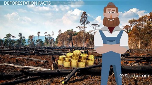 Amazon Rainforest Deforestation: Facts & Statistics