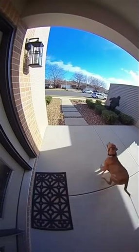 Caught Stealing the Bait Box! Funniest Porch Pirate Prank Ever