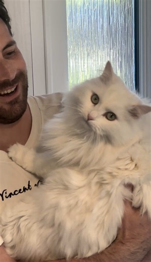 Nothing like a codependent cat to welcome you home… the head whips were unnecessary 😂🥰 #catsoftiktok #funnycat #catlife #adorable #siberiancat
