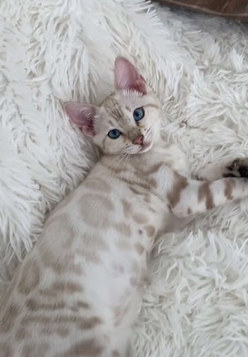 Découvrez le magnifique Bengal Snow Lynx !