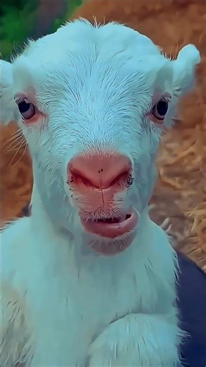 Baby Goat is screaming so loud🐐😂😂 #babygoat #funnygoat #goatsound #cutegoat