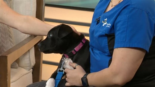 An adorable adoptable