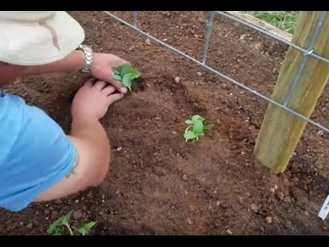 Planting Raised Bed Vertical Cucumbers!!