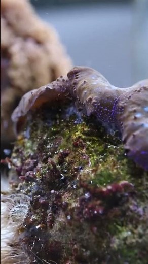 I used antibiotics in my reef aquarium