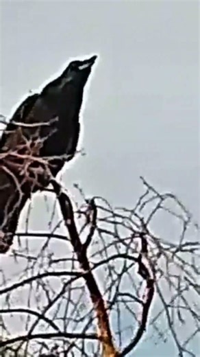 Crow Bird saying hello, early Dec, Lanc UK wild nature countryside outdoors (sound on please) #funny