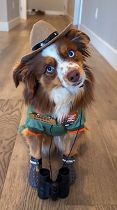 3.8M views · 10K reactions | Sniffing out adventure 量 #dog #dogsofinstagram #funnydog #australianshepherd #zionnationalpark #dogcostume | Ember Toy Aussie | Facebook