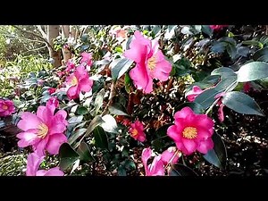 【自然vlog＃3】山茶花が鮮やか 椿との違いを少し解説