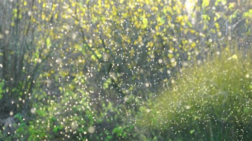 Myggsvärm Flygande Mygg Dance - Free video on Pixabay