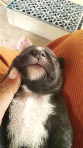 baby Dog cute #short #puppy #anmals