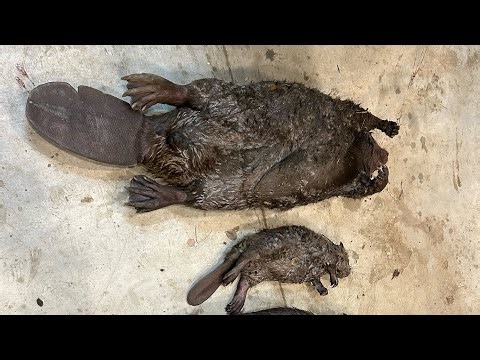 Micro beaver trapping 2025-26 ep 8