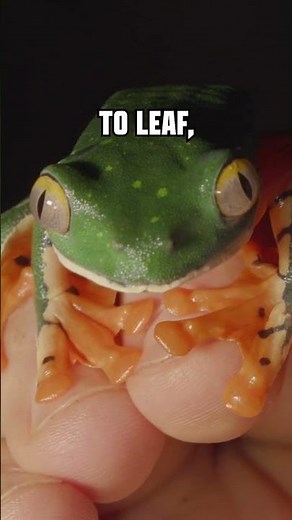 Leaf Frog with Tiger Stripes!