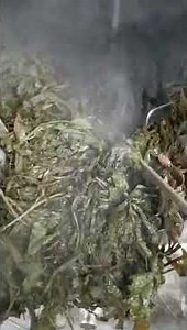 CBD Alcohol extraction