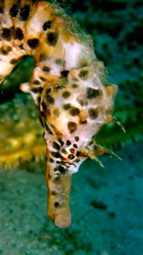 BigBelly Seahorse 4K (Frankston Pier - Melbourne - Australia) #scubadiving #melbourne #seahorse