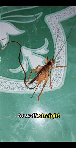 This Worm Controls Insect Brains | Mind-Bending Parasite Facts