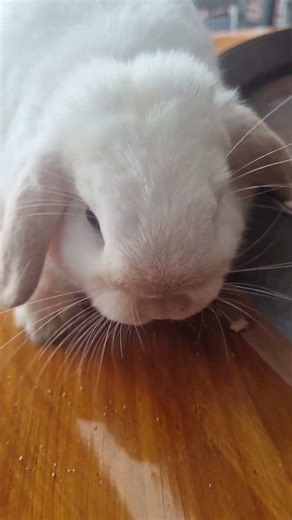 rapping 🤣 #bunny #animal #pets #rabbit