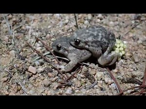 frog meeting || frog mating || frog mating success || frog mating process || #chandan_golden_show