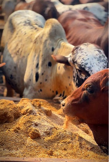 Exploring Munir Cattle Farm in Punjab