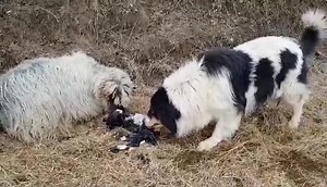 782K views · 1.8K shares | Jedan jedini - Bosanski tornjak ...