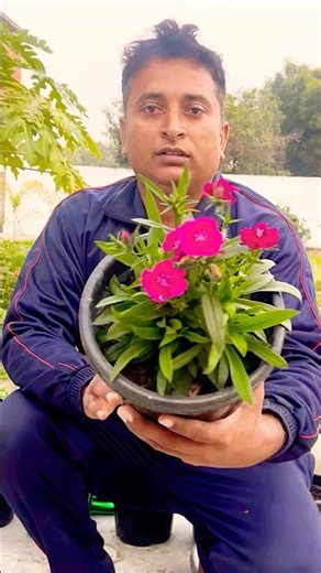 How to get lots of flowers in dianthus / plant dianthus cuttings #garden #gardening #shorts #short