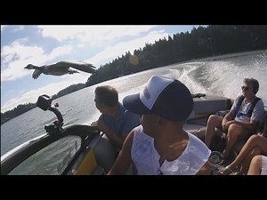 Man and goose forge unusual friendship