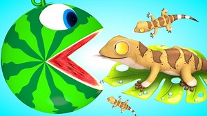 551K views · 16 reactions | chanson Watermelon Pacman chanson roule rencontre un Gecko - Comptines Et Chansons | À Bébé Chanson Video Educativo para Niños! Visita el canal de TeeTee TV: https://cutt.ly/1uR0xy0 #pacman #toymoneter #chupitv تعلم الألوان , ولعب مفاجأة , مفاجأة البيض,أشرطة الفيديو للأطفال,رسوم متحركة | Canciones infantiles de Zenón | Facebook