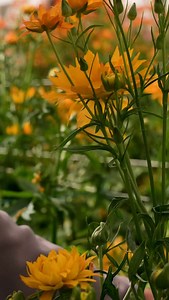 🎼 Vivaldi – Natura Moderna Una sinfonia di colori e forme che risuona di eleganza e raffinatezza. Il suo tono aranciato unico e i doppi petali danno vita a un fiore che reincarna un’eleganza senza tempo. Non è solo un ranuncolo. È un’armonia visiva.🧡 ------------------- 🎼 Vivaldi – Modern Nature A symphony of color and form that echoes elegance and refinement. With its unique orange-tinged hue and double petals, this bloom reimagines timeless grace. It’s not just a ranunculus. It’s visual har