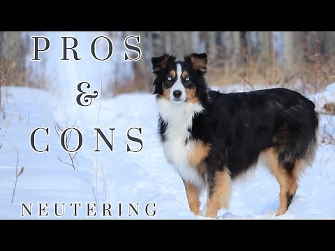 The Truth About Neutering Your Dog: Pros and Cons