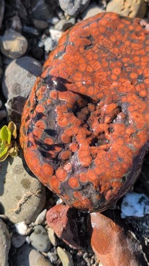 #rockhunting #orbicularjasper #rockhounding #hematite #poppyjasper