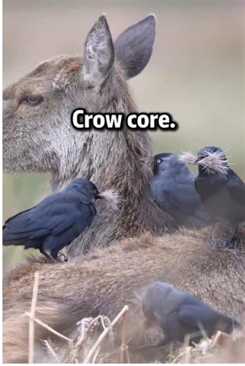 Exploring the Fascinating World of Crows