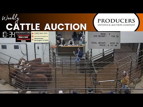 1/9/2024 - Producers Livestock Auction Company - Cattle Auction