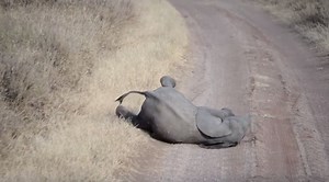 Watch: Baby Elephant caught throwing the cutest temper tantrum.