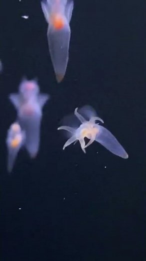 【アクアマリンふくしま】ハダカカメガイ（クリオネ）のバッカルコーン！#shorts