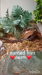 Name reveal of my Ball Python!❤ #Labyrinth #Reptile #BallPython #Snake #NameReveal #Cute