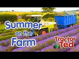 Tractor Ted Visits the Farm in Summer 🌻 Big Machines & Tractors For Kids