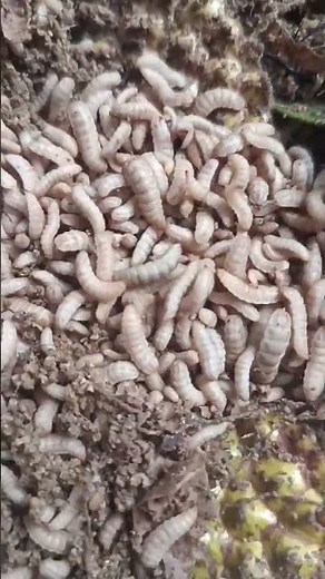 Amazing Black Soldier Fly (BSF) Larvae Farming Guide